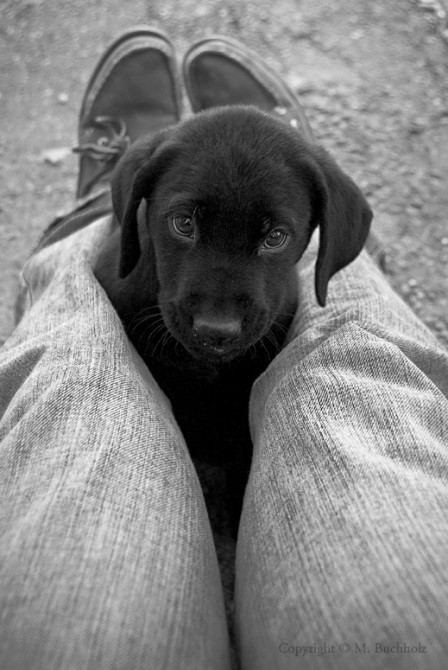 Begging; Black Lab Puppy