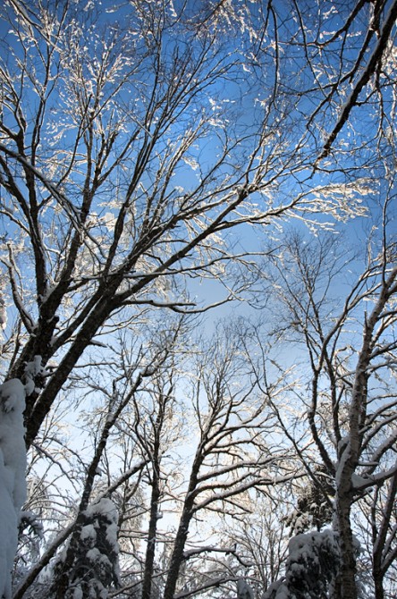 Snow Covered Trees on Crawford Path