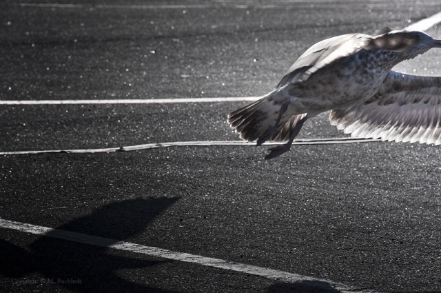 Takeoff; Seagull