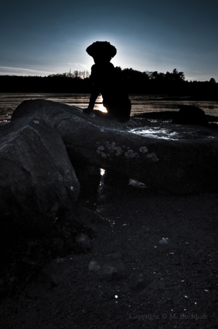 Day 33: Silhouette of a Puppy