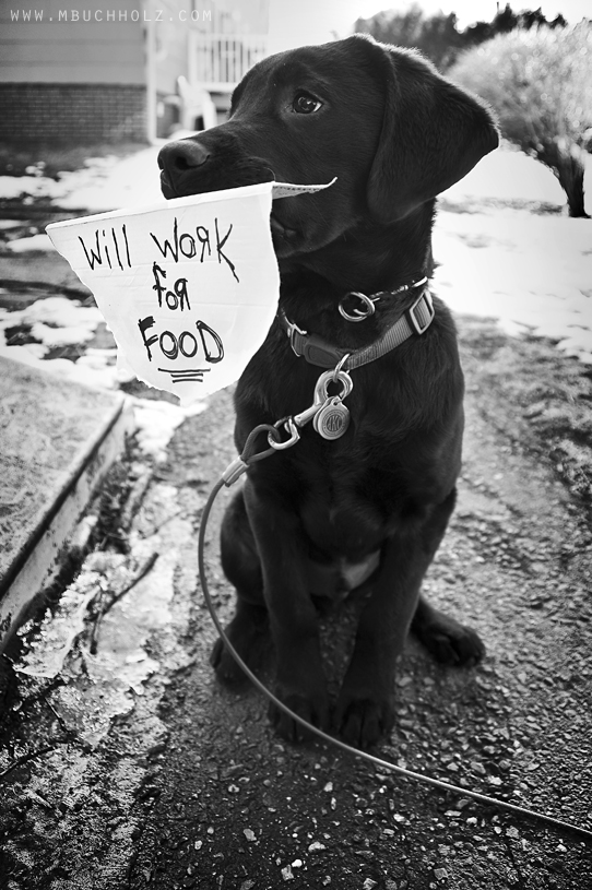Will Work For Food; Black Lab Puppy