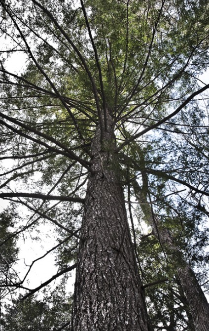 Tree Limbs