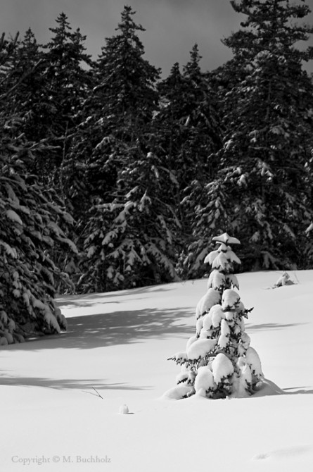 Lonely; Snow-Covered Tree on Mt. Whiteface