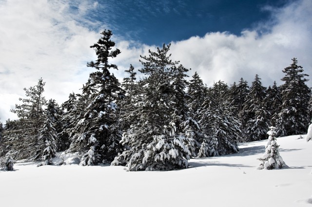 Community; Snow-Covered Trees on Mt. Whiteface