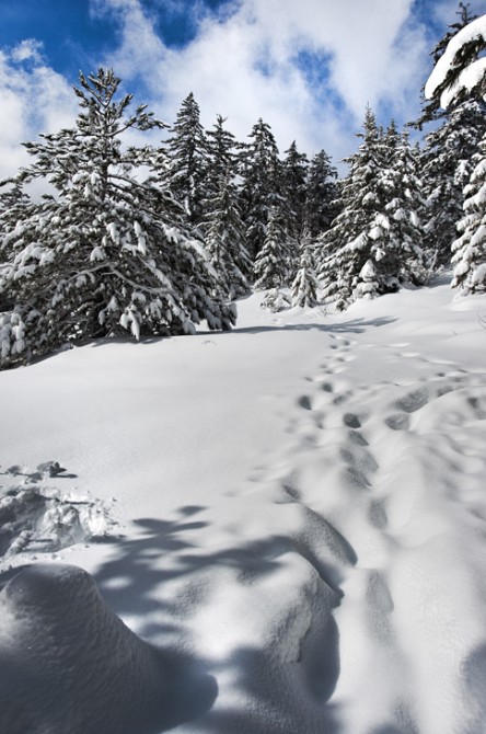 Tracks; Mt. Whiteface Trail