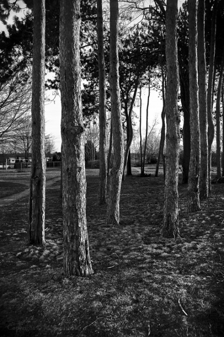 Urban Forest; Portsmouth, NH