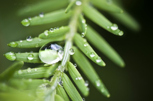 Hanging On; Water Droplets