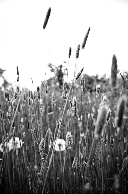 Black & White Fields