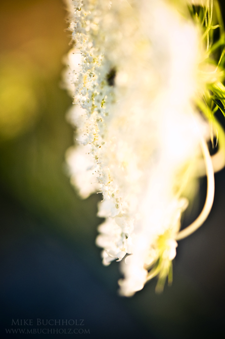 Water Hemlock, Macro