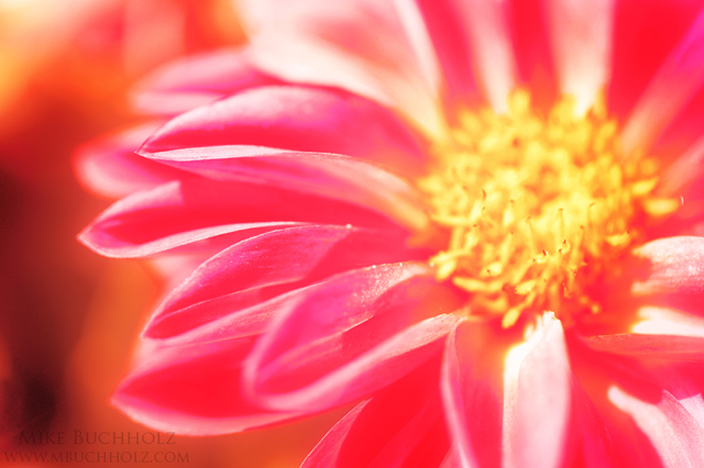 Pink Daisy; Macro