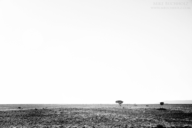 Solitary; Tree, Utah; 