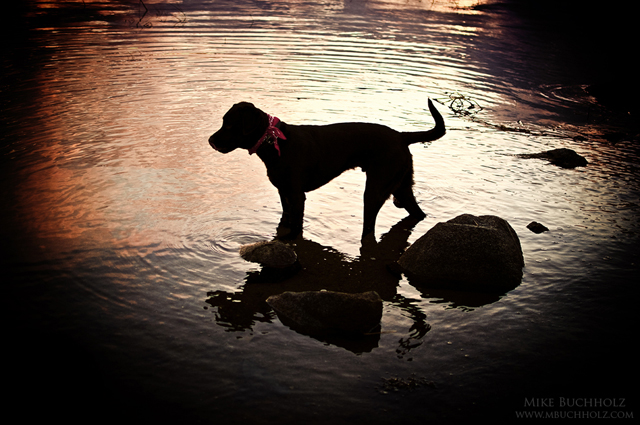 Black Lab; Little Bay, Newington, NH