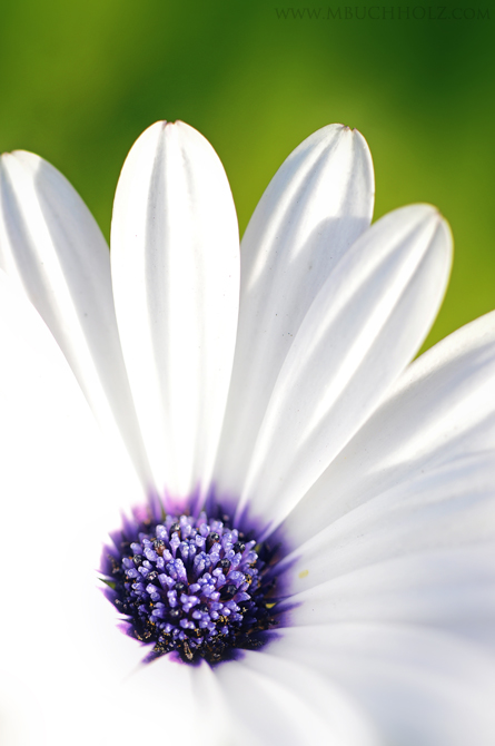 A Daisy In The Morning Light