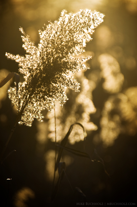 Reeds at Sunset