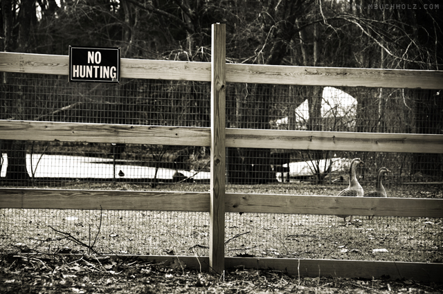 "No Hunting" in our front yard, please