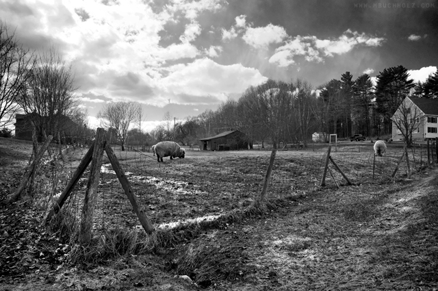 Grazing; Eliot, Maine