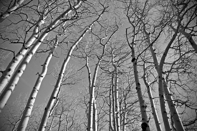 Aspens; Estes Park, Colorado