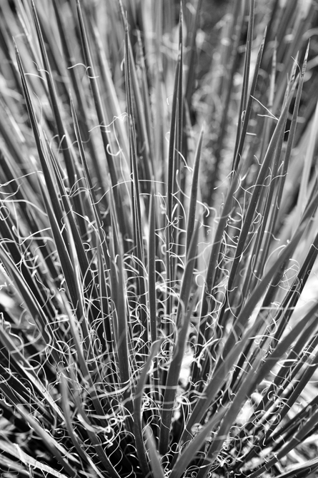 Webbing, Yucca Plant