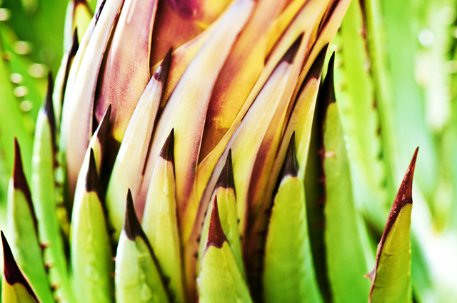 Agave Plant, Macro; Arizona