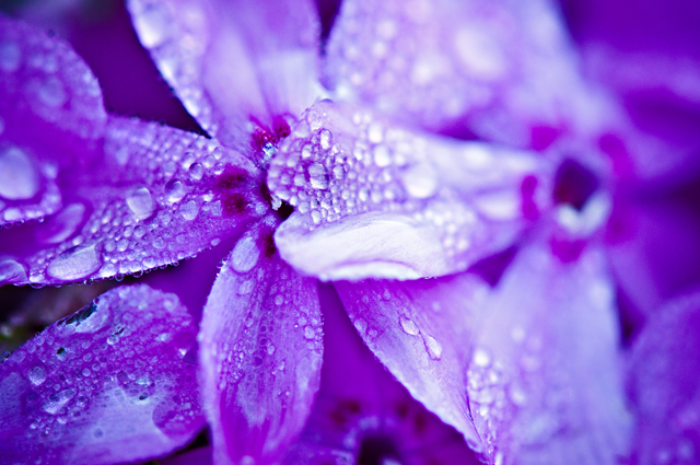 Rain Droplets, Flower Petals