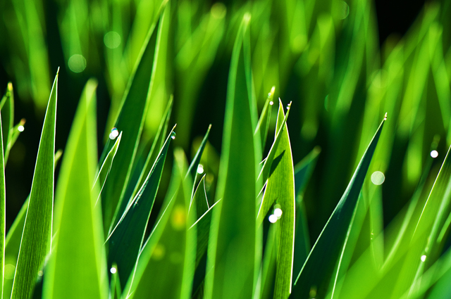 Grass Blades II