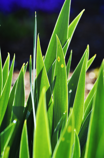 Grass Blades I