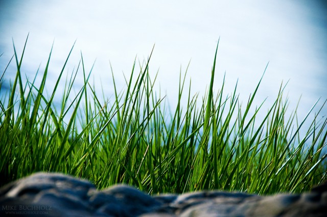 Harbor Grass Blades