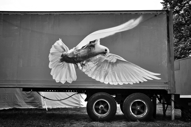 White Dove, Case Street Art; Portsmouth, NH