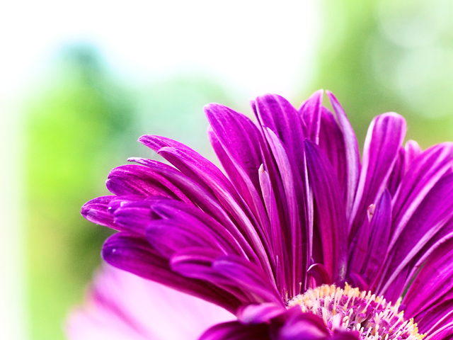 Outreach; Flower Petals