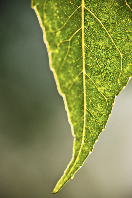 Venation; Tree Leaf Macro, Durham, NH