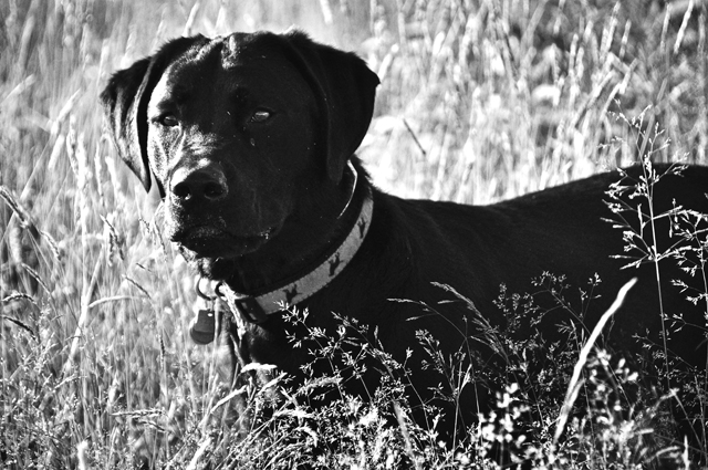 Fields of Gold, Black Lab