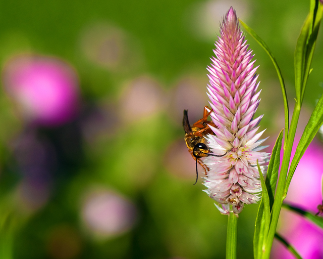 In Search Of Nectar; Bee Landing on Flower