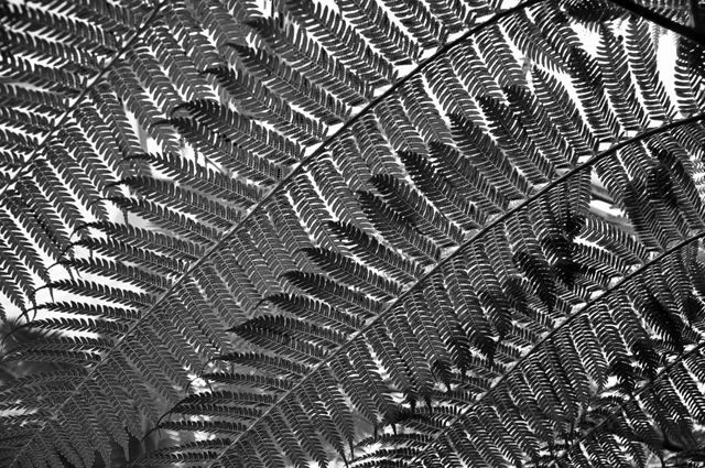 Fern Line Patterns