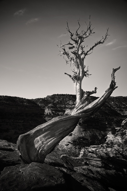 Bristlecone Pine; Grand Canyon, Arizona