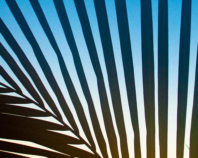 Zebra Print, Palm Tree; Miami Beach, FL