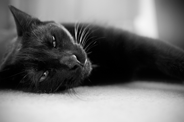 Sleeping Black Cat