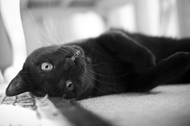 Playful Black Cat