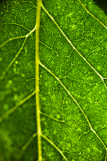 The Suburbs; Vascular Tissue Veins of a Leaf