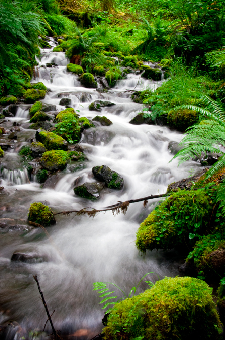 Cascading Creek; Hoh River Rain Forest at Olympic National Park, Washington