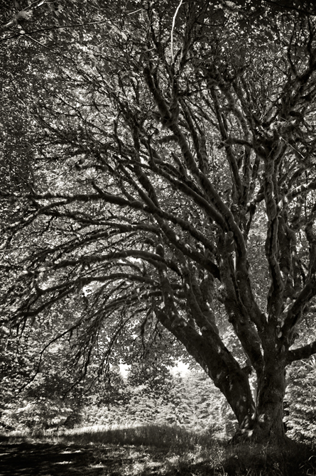 Sheltering Tree, Rt. 101, Washington
