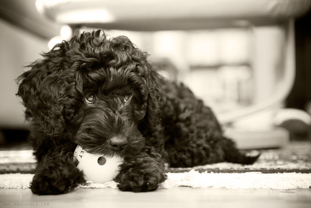 Beamer, Portuguese Water Dog Puppy