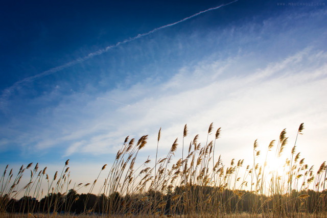 Reeds at Sunrise