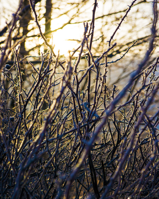 Frost Covered Thorn Bushes