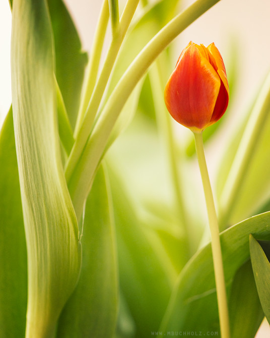 Lonely Tulip