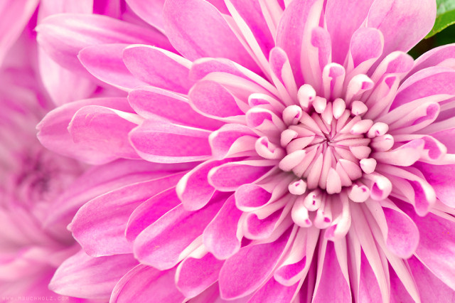 Pink Chrysanthemum, Macrophotography