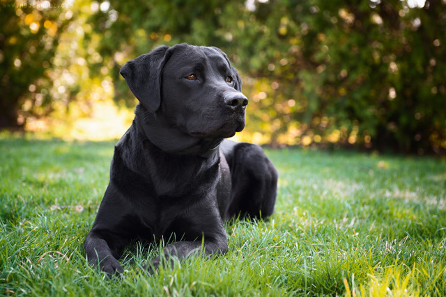 Poised, Black Lab