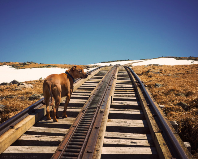 On Track; Cog Railway, Mt. Washington, NH