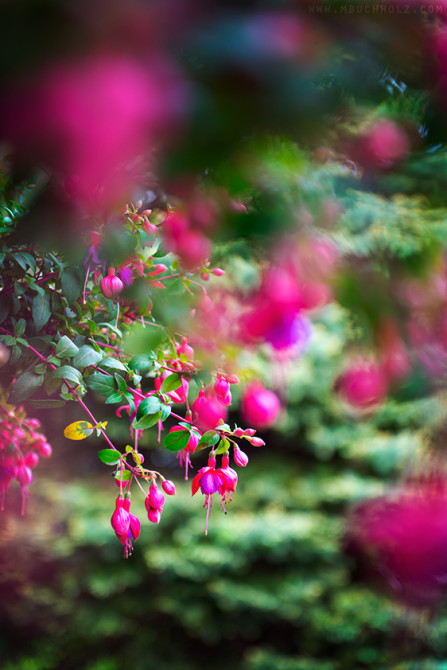 Fuschia Perennial Plant
