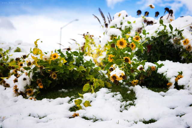 Holding On To Summer; Vail, Colorado