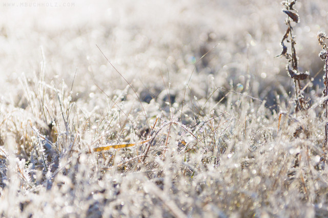 Morning Frost, Field; Ossipee, New Hampshire